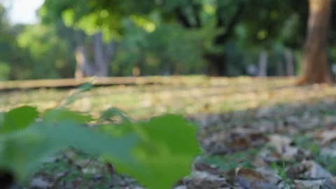 Low-Angle Macro Shot of Tropical Foliage and Forest Floor 스톡 동영상 339074605