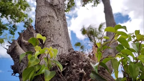 Low Angle Macro of Tree Bark and New Green Shoots 4K Video stock 335281490