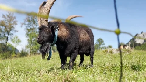 Low angle of a male goat with two big horns on a beautiful meadow in Switzerland Video stock 162224449