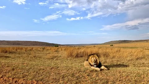 Low angle male lion resting in golden African grassland Stock Footage 333017696