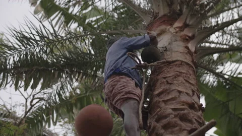 Low Angle, Man Harvesting Palm in Rural Bangladesh Stock Footage 142044604
