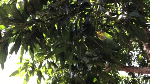 Low Angle Mango Leaves Stock Footage 287610825