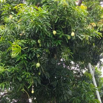 Low angle of mango tree in the garden Stock Photos