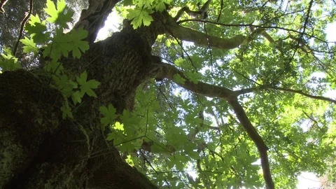 Low angle of maple tree Video stock 75210318