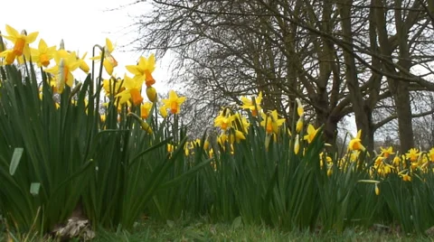 Low angle mass of Daffodils-16 Video stock 35859451