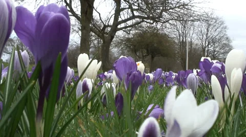 Low angle mass of purple &amp; white Crocus-06 Stock Footage 35859337