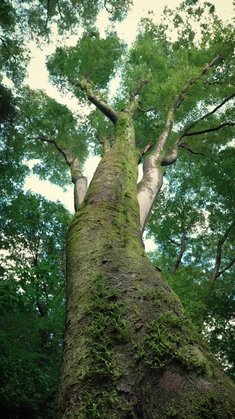 Low angle massive mossy tree trunk with summer cicada sounds Vidéo 345781070