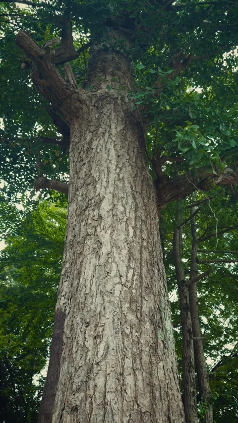 Low angle massive old tree trunk tilt up with cicada sounds Vidéo 345792884