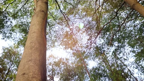 Low-Angle mature forest trees with sunlight filtering through green leaves Stock Footage 341999861