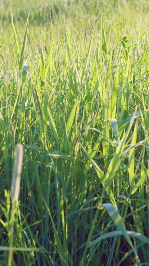 Low-angle meadow grass with dew sparkling under warm morning backlight, vertical Stock Footage 341882615