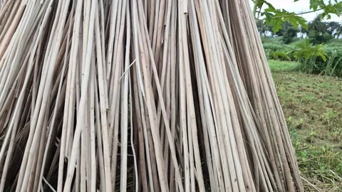​Low Angle Medium Close Up Of Dry Jute Sticks Standing In Field For Sun Drying Stock Footage 340860561