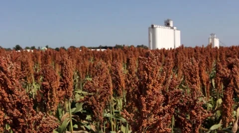 Low angle of Milo growing in field Stock-Footage 43896225