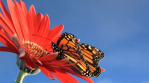 Low angle, Monarch butterfly on flower flies away Stock Footage 46544123