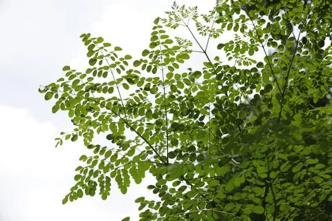 Low angle of moringa tree, worm's eye view Stock Photos