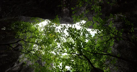 Low angle in motion, green trees seen from a cave in Shilin Stone Forest 库存影片 329473689
