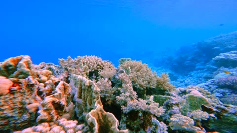 Low angle motion over dense coral reef slope descending into deep blue sea Vídeo Stock 337521132