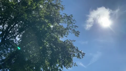 Low Angle in Motion POV Beautiful Trees, Sun, Power Lines Stock Footage 282737362