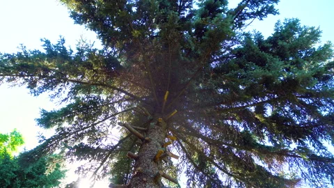 A low angle motion shot of a tree with long branches on a bright sky background Stock Footage 136925607