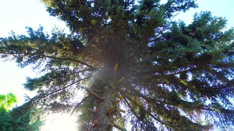 A low angle motion shot of a tree with long branches on a bright sky background Stock Footage 137009294