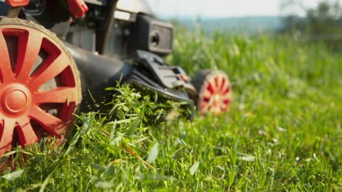 LOW ANGLE: Motorized lawnmower gets pushed along an overgrown lawn on sunny day. Stock Footage 139850446