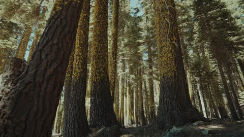 Low angle move through a fir forest with lichen covered trunks Stock-Footage 348047250