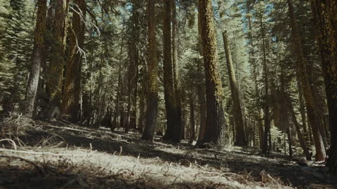 Low angle move through a lichen covered conifer forest in California Video stock 348048246