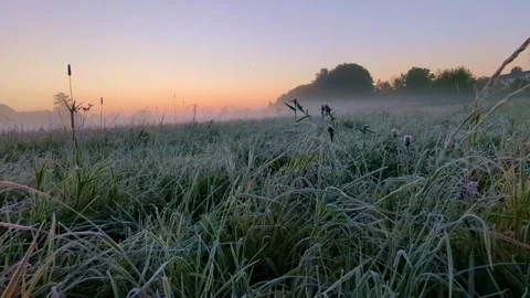 Low angle movement through grass covered with dew before dawn. Stock Footage 319141042