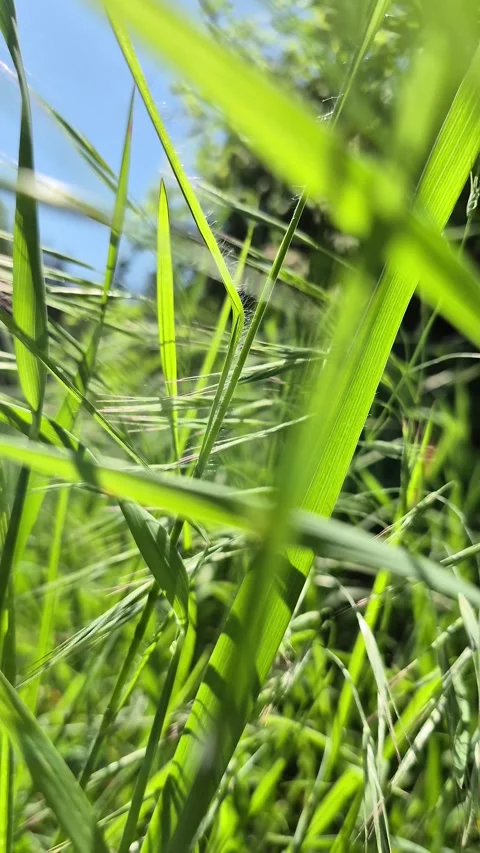 Low Angle Movement Through Green Grass Field. Vertical video Stock Footage 307504506
