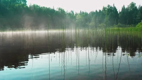 Low Angle Movement Through Reeds on a Misty River Video stock 324571145