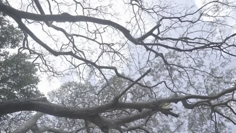 Low Angle Moving Footage of Trees 스톡 동영상 310388318