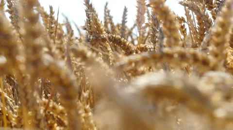 Low angle moving through ripe wheat Stock-Footage 53190861