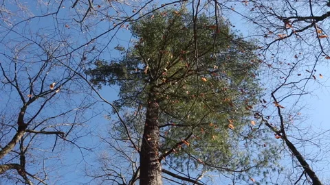 LOW ANGLE NAKED TREE Stock Footage 194571448