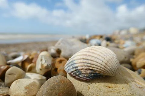 Low angle narrow point of focus on urchin like shell with pebbled beach Stock Photos