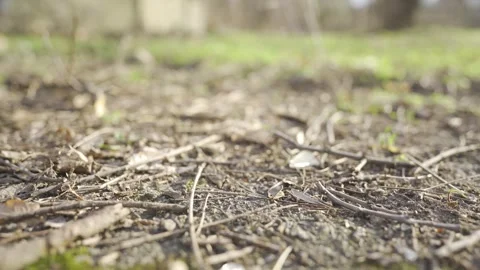 Low-Angle Nature Scene with Twigs and Grass | HLG Stock Footage 311896199