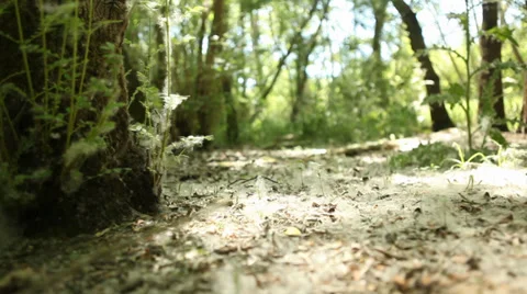 Low Angle Nature Tracking Shot With flying Particles 스톡 동영상 38327680