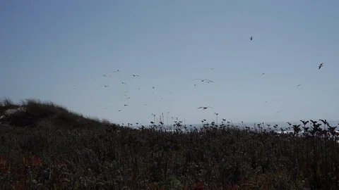Low angle near vegetation while a group of seagulls flies above. Stock Footage 116437958