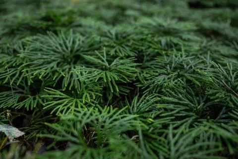 Low Angle of New Pine Growth Photos