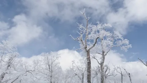 Low angle old frosty tree in bright snow winter landscape Stock Footage 273122497