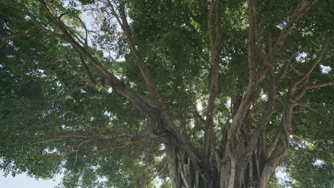 Low Angle Orbit: Cinematic Shot Circling Large Tree Trunk Against Swaying Canopy 스톡 동영상 320952724