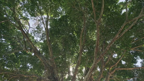 Low Angle Orbit: Cinematic Shot Circling Large Tree Trunk Against Swaying Canopy Stock Footage 320952807