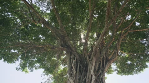 Low Angle Orbit: Cinematic Shot Circling Large Tree Trunk Against Swaying Canopy Stock-Footage 320952892