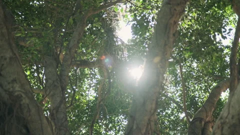 Low Angle Orbit: Cinematic Shot Circling Large Tree Trunk Against Swaying Canopy Stock Footage 320952930