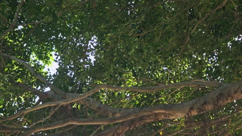Low Angle Orbit: Cinematic Shot Circling Large Tree Trunk Against Swaying Canopy Stock Footage 320953023