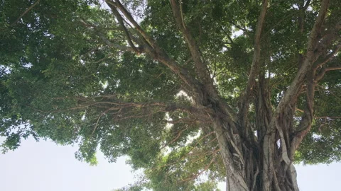 Low Angle Orbit: Cinematic Shot Circling Large Tree Trunk Against Swaying Canopy Stock Footage 320953094