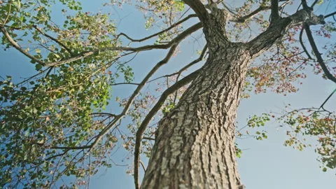 Low Angle Orbit: Cinematic Shot Circling Large Tree Trunk Against Swaying Canopy Stock Footage 320962218