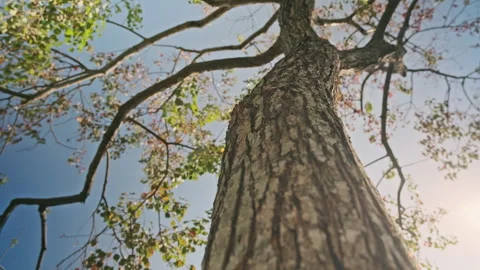 Low Angle Orbit: Cinematic Shot Circling Large Tree Trunk Against Swaying Canopy Stockbeeldmateriaal 320962395