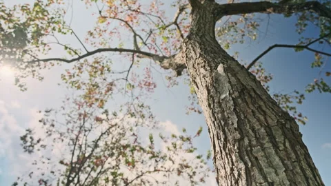 Low Angle Orbit: Cinematic Shot Circling Large Tree Trunk Against Swaying Canopy 스톡 동영상 320962539