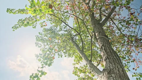 Low Angle Orbit: Cinematic Shot Circling Large Tree Trunk Against Swaying Canopy Stock Footage 320962641