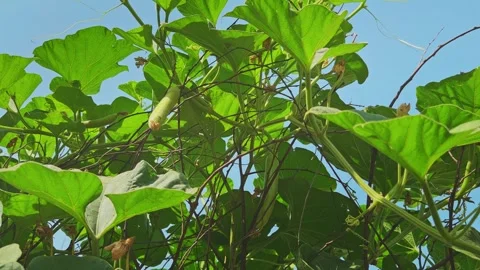 Low Angle Orbiting Shot Beneath Lush Green Vine Canopy Against Blue Sky Stock Footage 338426715