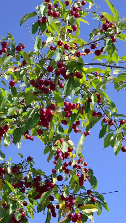 Low angle orchard branches laden with clusters of small red apples against clear Stock Footage 345677066